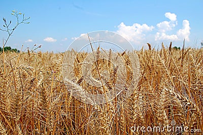 Photography of Common wheat Triticum aestivum Stock Photo